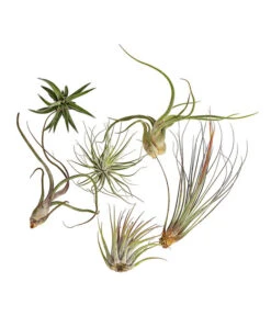 Tillandsien - Tillandsia Hybride, Verschiedene Sorten, 6-teilig