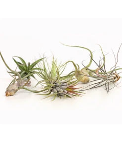 Tillandsien - Tillandsia Hybride, Verschiedene Sorten, 6-teilig 7 Tillandsien - Tillandsia Hybride, Verschiedene Sorten, 6-teilig -Dehner 7977663 we DE 001 Tillandsien6erMixDehnerExpressHerzig