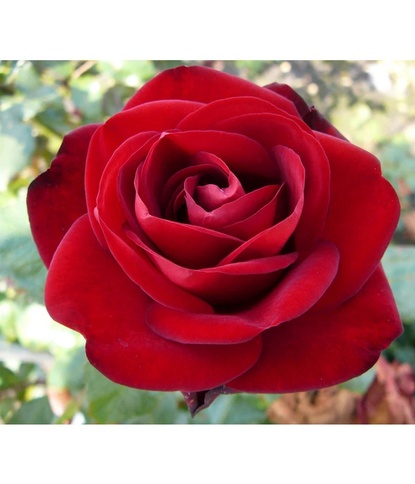 Edelrose 'Marlene®' 3 Edelrose 'Marlene®'