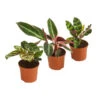 Korbmaranten-Set - Calathea, 3-teilig