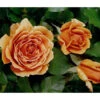 Edelrose 'Ashram®' 2 Edelrose 'Ashram®' -Dehner 7988371 WE DE 001 EdelroseAshramTantau