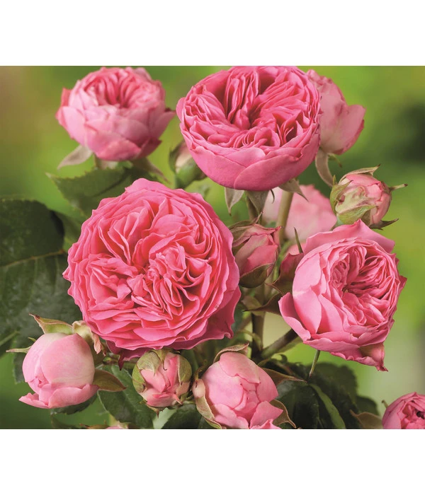 Noblesse® Spray-Rose 'Candy Rokoko®' 3 Noblesse® Spray-Rose 'Candy Rokoko®'