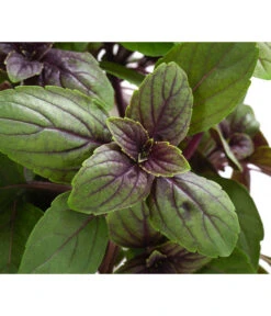 Dehner Gourmet Garten Strauchbasilikum 'Magic Blue' -Dehner 8001869 WE DE 001 GourmetGartenBasilikumMagicBlue