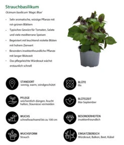 Dehner Gourmet Garten Strauchbasilikum 'Magic Blue' -Dehner 8001869 WE IG 001 Strauchbasilikum