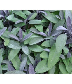 Dehner Gourmet Garten Purpursalbei -Dehner 8002230 BildFS 001 PurpursalbeiSalbeiPurpur