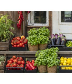 Ochsenherztomate 'Fleurette' -Dehner 8002578 WE MO 001 BellaItaliaTomatePaprikaBasilikum2021GC04 2