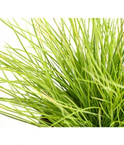 Goldschwingel 'Amigold' 7 Goldschwingel 'Amigold' -Dehner 8010951 WE DE 001 BlauschwingelFestucaGoldenToupeT11DehnerExpressHerzig