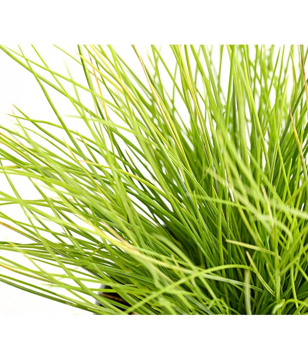 Goldschwingel 'Amigold' 5 Goldschwingel 'Amigold' – Bild 3