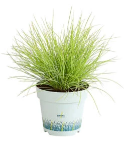 Goldschwingel 'Amigold'