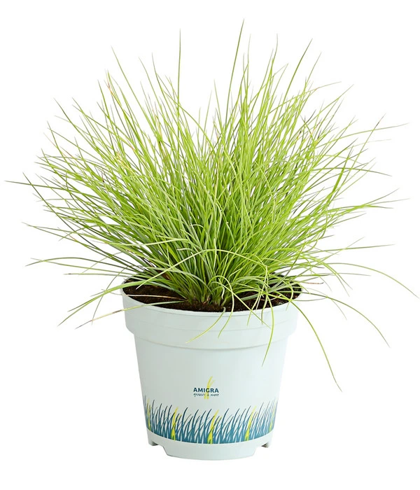 Goldschwingel 'Amigold' 3 Goldschwingel 'Amigold'