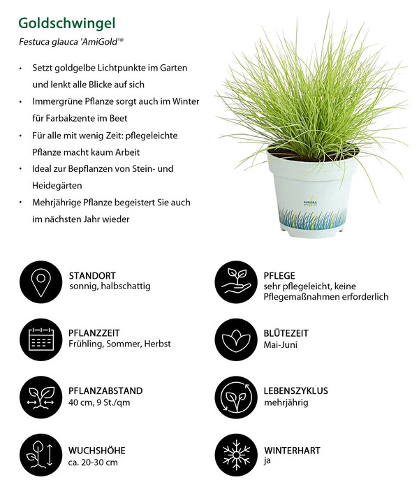 Goldschwingel 'Amigold' 4 Goldschwingel 'Amigold' – Bild 2