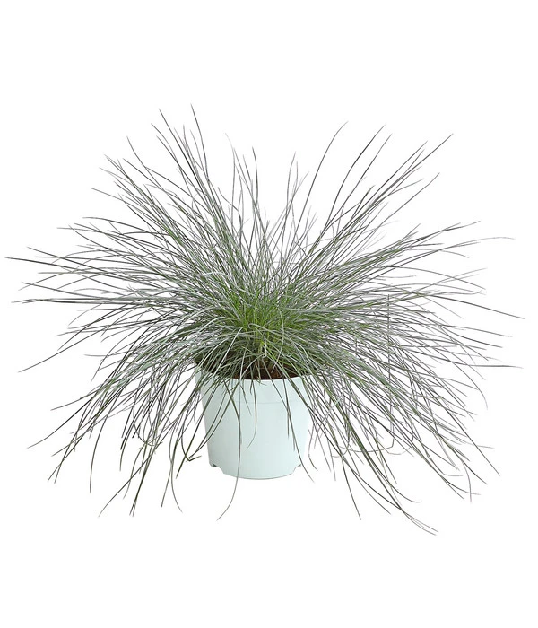 Blauschwingel 'Intense Blue' 3 Blauschwingel 'Intense Blue'