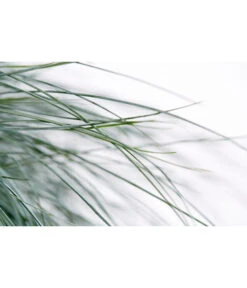 Blauschwingel 'Intense Blue' 13 Blauschwingel 'Intense Blue' -Dehner 8013021 WE DE 001 BlauschwingelFestucaGlaucaIntenseBlue