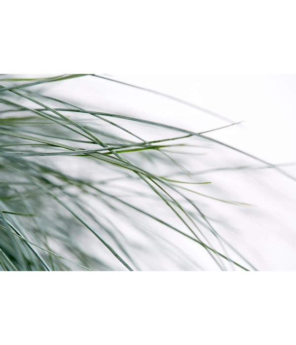 Blauschwingel 'Intense Blue' 8 Blauschwingel 'Intense Blue' – Bild 6