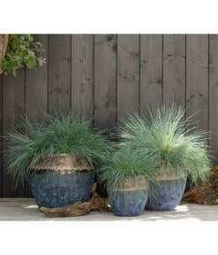 Blauschwingel 'Intense Blue' 10 Blauschwingel 'Intense Blue' -Dehner 8013021 WE MO 001 FestucaBlauschwingelIntenseBlue