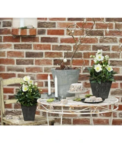 Christrose 'HGC® Wintergold®' -Dehner 8015000 PR MO 001 HelleborusWintergoldChristroseHelleborusshootingDehnerExpressHerzig