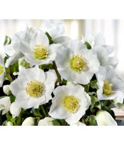 Christrose 'HGC® Wintergold®'