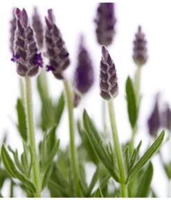 Schopf-Lavendel -Dehner 8017014 WE DE 001 LavendelSchopflavendelLavandulaStoechasT13DehnerExpressZS