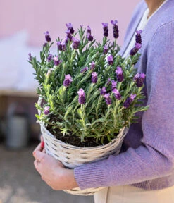 Schopf-Lavendel -Dehner 8017014 WE MO 001 LavendelKorb