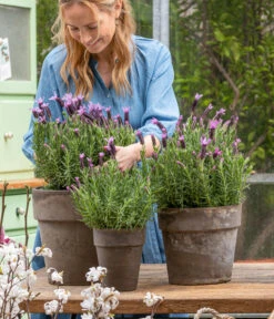 Schopf-Lavendel -Dehner 8017014 WE MO 001 SchopfLavendelStoechas