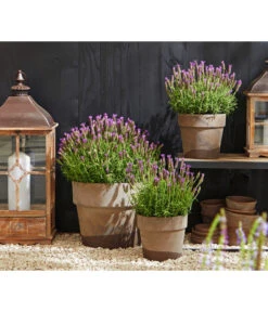 Schopf-Lavendel -Dehner 8017014 WE MO 001 Schopflavendel