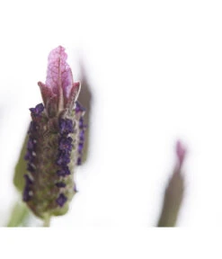 Schopf-Lavendel -Dehner 8017089 PR DE 001 LavendelStoechasLavandulaStoechasT18DehnerExpressHerzig