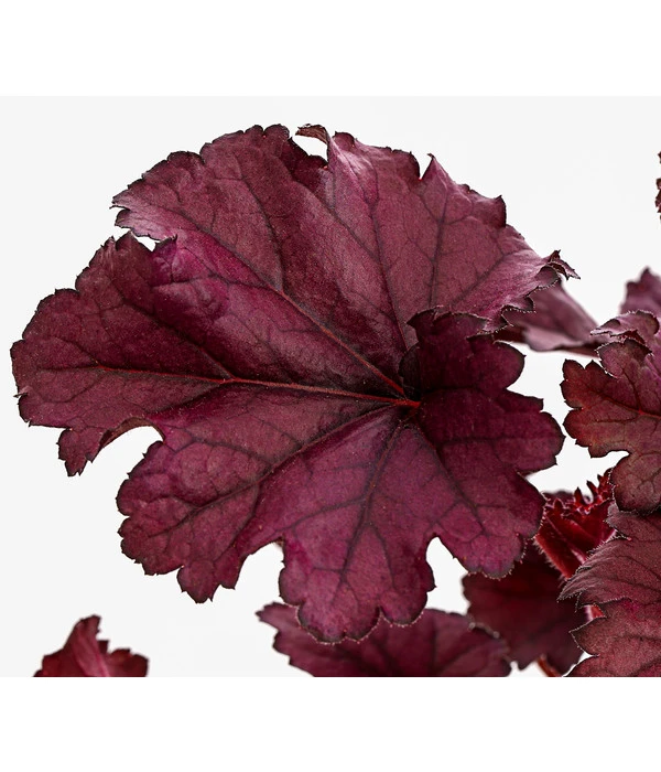 Purpurglöckchen 'Forever Purple' 4 Purpurglöckchen 'Forever Purple' – Bild 2