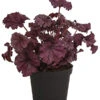 Purpurglöckchen 'Forever Purple' -Dehner 8023079 WE FS 001 HeucheraForeverPurpleT15DehnerExpressHerzig