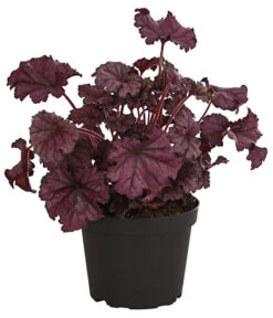 Purpurglöckchen 'Forever Purple'