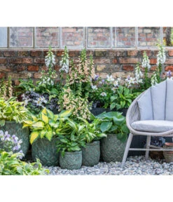 Purpurglöckchen 'Forever Purple' 7 Purpurglöckchen 'Forever Purple' -Dehner 8028466 WE MO 001 Anemone