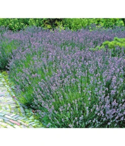 Lavendel -Dehner 8034126 BildFS 001 LavendelLavendelHidcoteHx