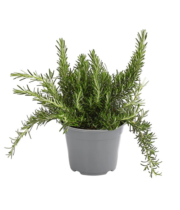 Dehner Gourmet Garten Hänge-Rosmarin 3 Dehner Gourmet Garten Hänge-Rosmarin