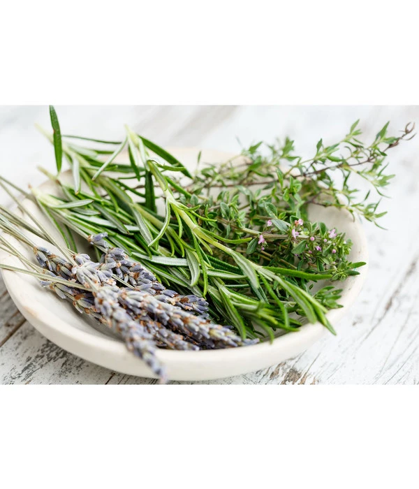 Dehner Gourmet Garten Hänge-Rosmarin 5 Dehner Gourmet Garten Hänge-Rosmarin – Bild 3