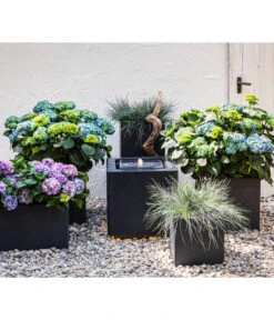 Blauschwingel 'Intense Blue' 11 Blauschwingel 'Intense Blue' -Dehner 8037780 7222805 WE MO 001 BauerhortensieHydragenaMacrophylla