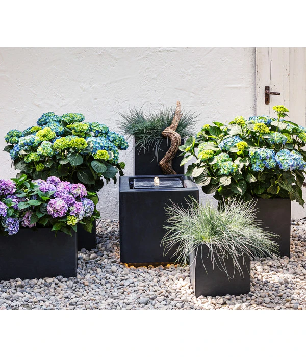 Blauschwingel 'Intense Blue' 6 Blauschwingel 'Intense Blue' – Bild 4