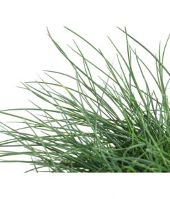 Blauschwingel 'Cool As Ice' -Dehner 8042558 WE DE 001 FestucaCinereaCoolAsIceBlauschwingelT14