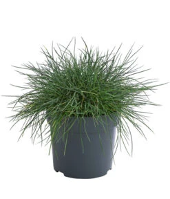 Blauschwingel 'Cool As Ice'