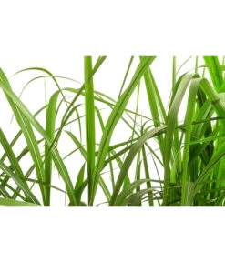 Riesen-Chinaschilf In Pflanztasche, Ca. B100 Cm 7 Riesen-Chinaschilf In Pflanztasche, Ca. B100 Cm -Dehner 8050239 WE DE 001 BigBagSichtschutzGraeserChinaschilfGingantheus