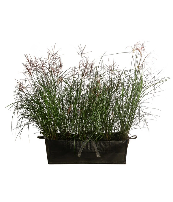 Chinaschilf 'Ferner Osten' In Pflanztasche, Ca. B100 Cm 3 Chinaschilf 'Ferner Osten' In Pflanztasche, Ca. B100 Cm