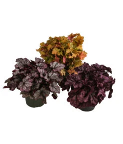 Purpurglöckchen-Set Bronzezeit, 3-teilig