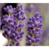 Lavendel 1 Lavendel -Dehner 8072597 BildD 001 LavendelLavandulaAgustiHc23L
