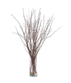 Birkenzweige-Bund, Ca. 70 Cm -Dehner 8148819 PR FS 002 BirkenzweigeNaturKurzBundDehnerExpressHerzig