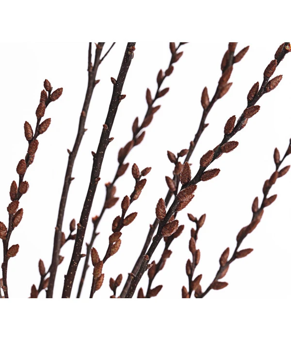 Sumpfkätzchen-Bund, Ca. 80-100 Cm 6 Sumpfkätzchen-Bund, Ca. 80-100 Cm – Bild 4