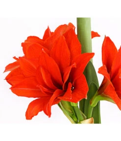 Gefüllte Amaryllis - Hippeastrum, Verschiedene Farben -Dehner 8201600 we DE 010 AmaryllisHippeastrumMultifloraRittersternT17DehnerExpressHerzig