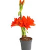 Gefüllte Amaryllis - Hippeastrum, Verschiedene Farben -Dehner 8201600 we FS 010 AmaryllisHippeastrumMultifloraRittersternT17DehnerExpressHerzig