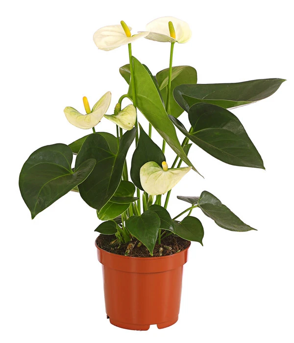 Große Flamingoblume - Anthurium Andreanum, Weiß 3 Große Flamingoblume - Anthurium Andreanum, Weiß