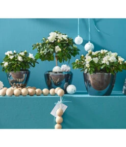 Zimmerazalee - Rhododendron Simsii, Busch -Dehner 8205148 8205171 8205379 82005148 PR MO 020 AzaleenAzaleaT12UveSauer