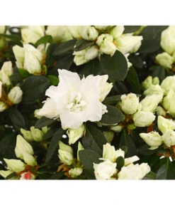 Zimmerazalee - Rhododendron Simsii, Busch -Dehner 8205379 WE DE 001 AzaleeAzaleaBuschT14DehnerExpressHerzigOW