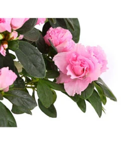 Zimmerazalee - Rhododendron Simsii, Busch -Dehner 8205379 WE DE 004 AzaleeAzaleaBuschMixT14DehnerExpressHerzigOW