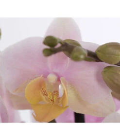 Schmetterlingsorchidee - Phalaenopsis Cultivars -Dehner 8207201 PR DE 001 PHalaenopsis2TrieberVerzweigtSortenmixSchmetterlingsorchideeT12DehnerExpressZS
